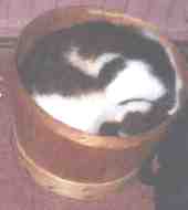 Ed's Cat